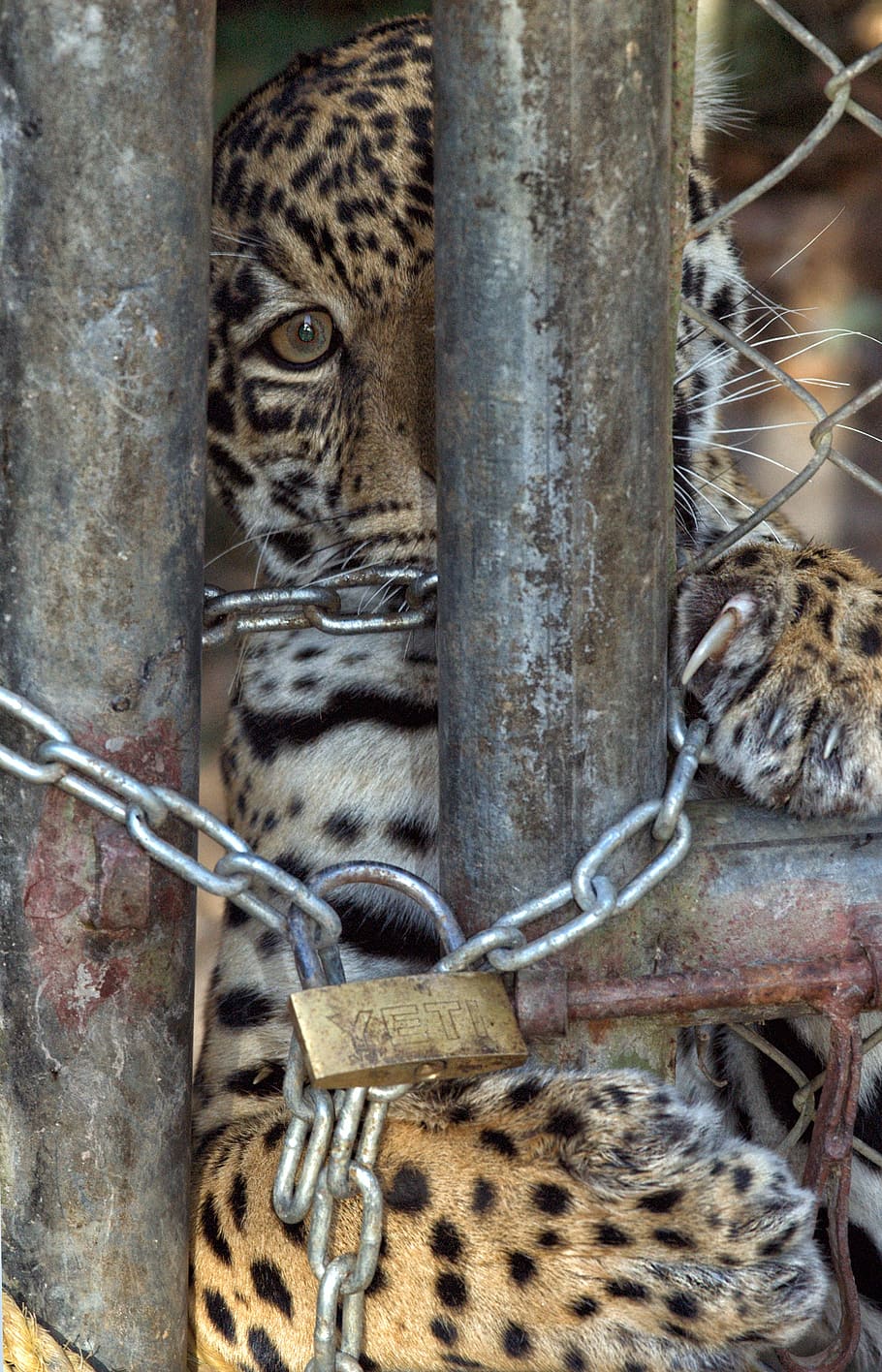 jaguar, strings, prison, feline, cage, animal, animal themes, mammal, one animal, big cat