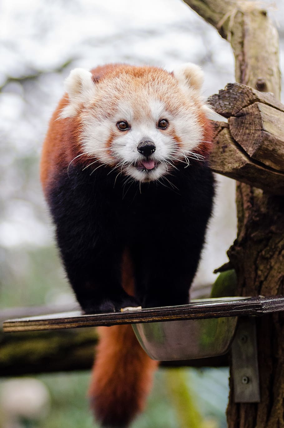 Panda vermelho, seletivo, foco, fotografia, vermelho, Panda, em pé, superfície, temas animais, mamífero