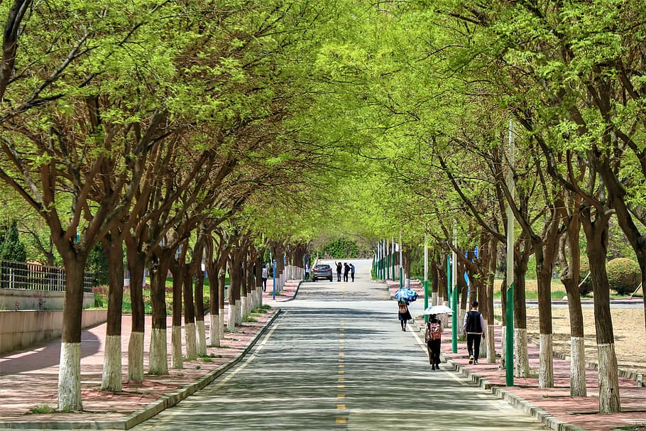 road, campus, china, school, street, youth, tree, plant, the way forward, direction