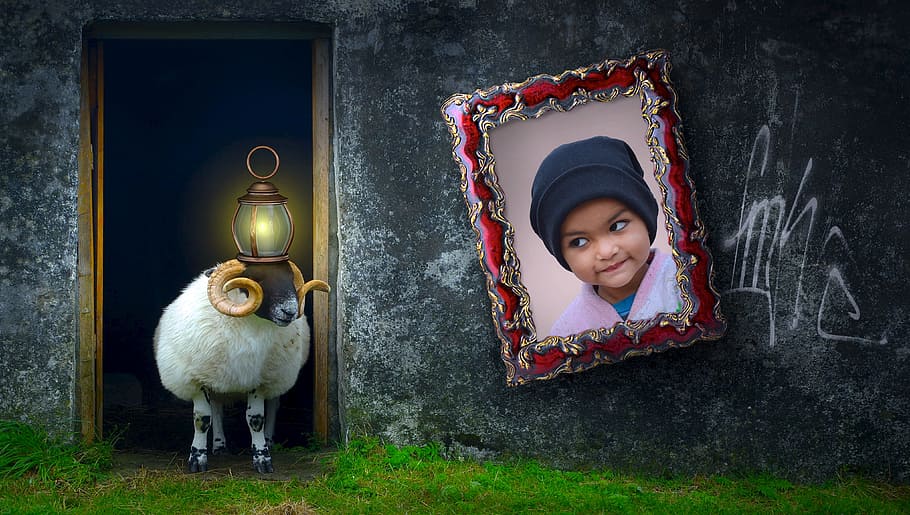 girl, pink, top, black, beanie photo frame, composing, sheep, animal, door, home