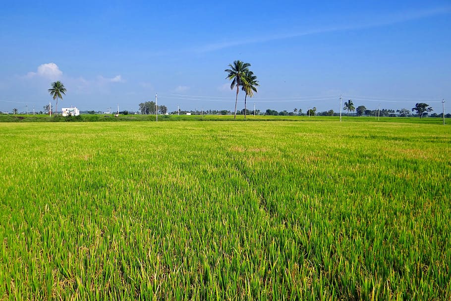 verde, campo de grama, dia, Paddy Cultivation, Gangavati, Karnataka, índia, colheita, campo, agricultura