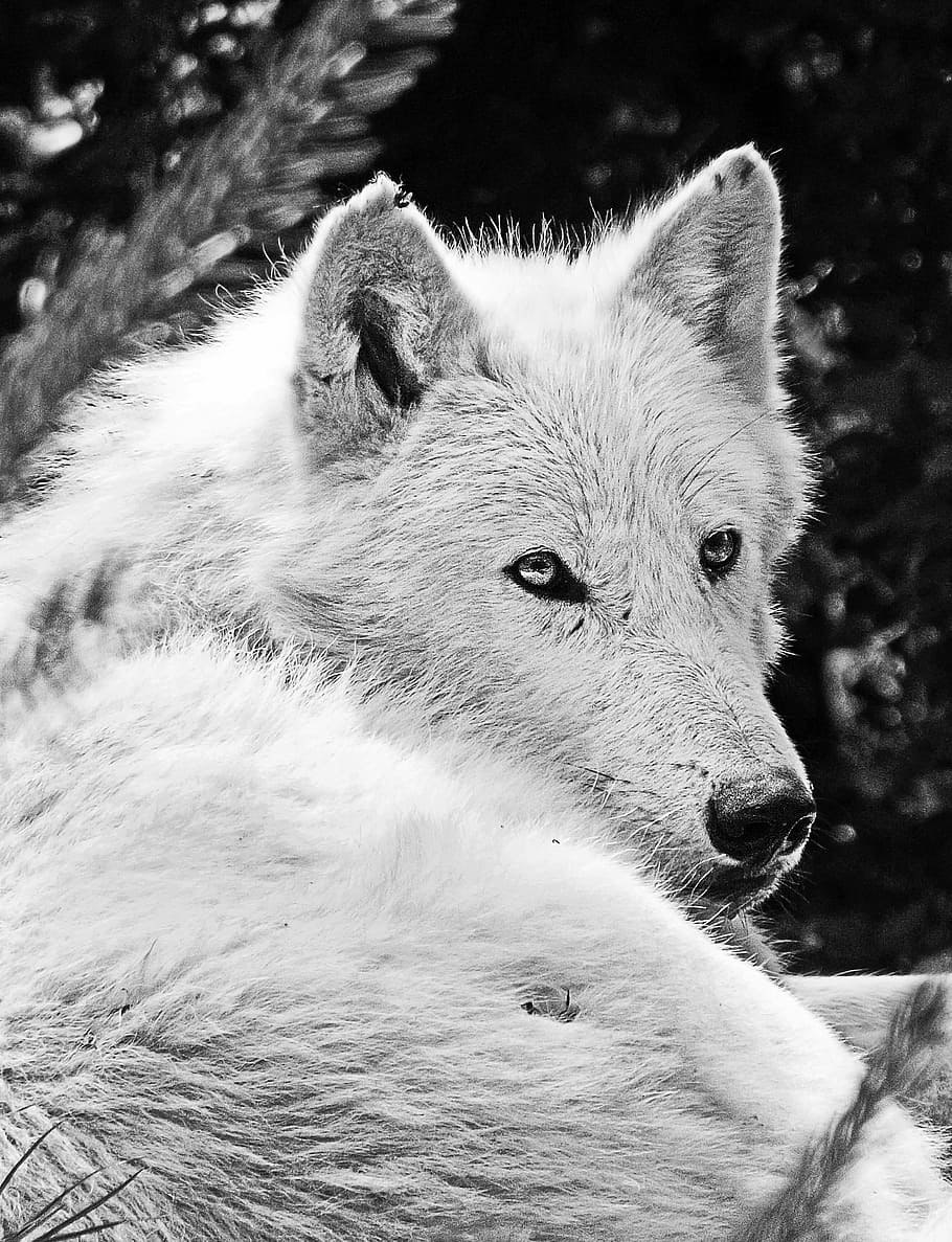 blanco, lobo, fotografía de lente de cambio de inclinación, lobo blanco, lente de cambio de inclinación, fotografía, bestia, cabello, fauna animal, un animal