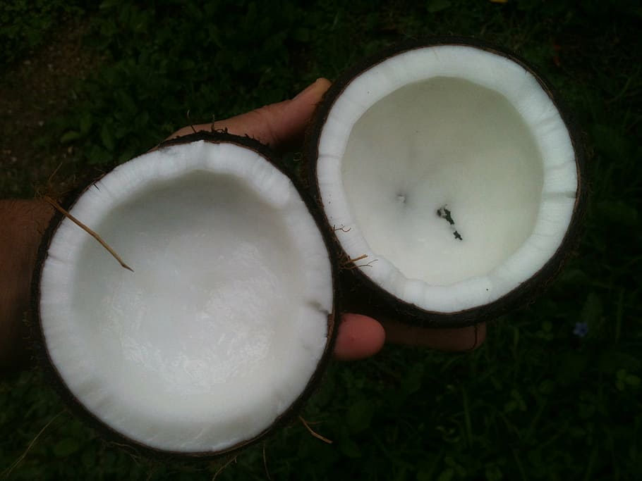 person holding coconut, coconut, oil, white, palm, aromatherapy, coco, organic, natural, healthy