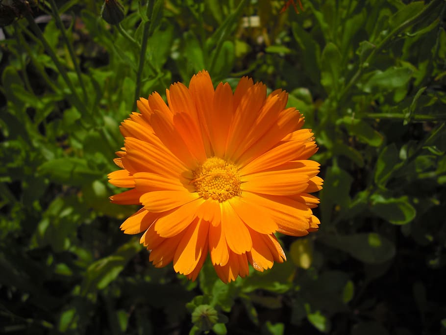 calendula, marigold, flower, orange, close, flower garden, nature, yellow, summer, petal
