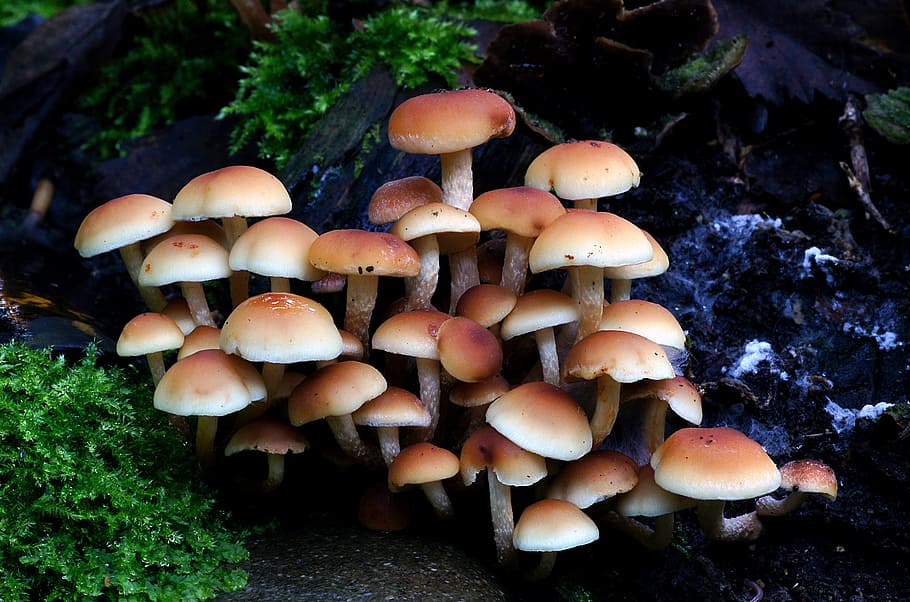 Hypholoma fasciculare, Sulphur tuft, brown mushroom lot, mushroom, fungus, food, growth, vegetable, toadstool, plant