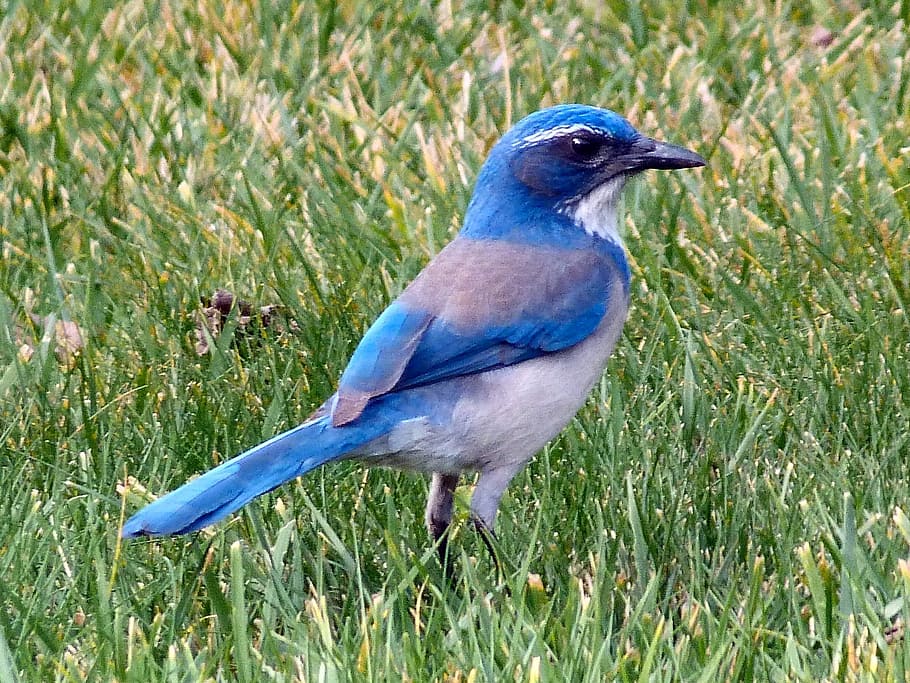 burung bluebird di rumput, burung bluebird, burung, hewan, gunung bluebird, sialia currucoides, biru, warna-warni, cantik, satu hewan