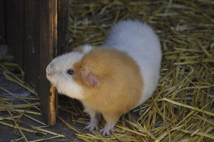 animal, cavy, rodents, cute, adorable, small, pig, guinea, hairy, rodent