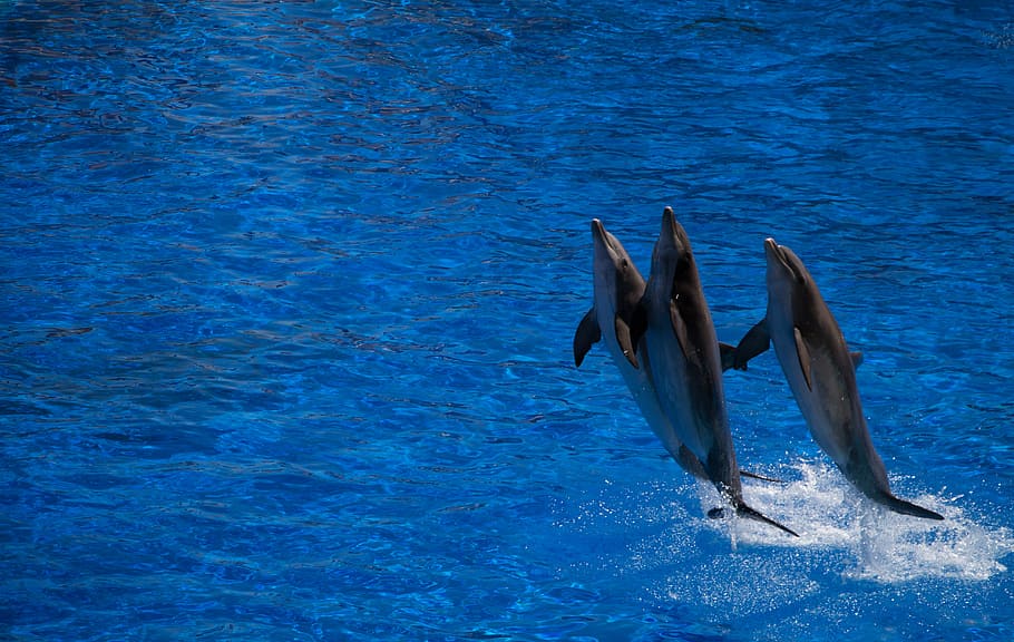 tres, delfines, agua, cetáceos, salto, azul, remolino, animal marino, afuera, agua de mar