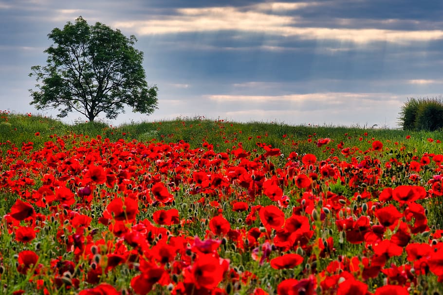 poppies, field, yorkshire, sun rays, summer, god rays, remembrance day, lone tree, summer field, red