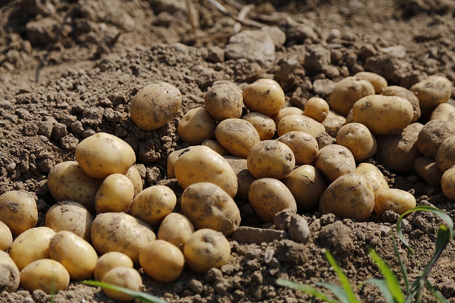 mount of potatoes, potato, agriculture, food, eat, earth, harvest, crop, field, plant