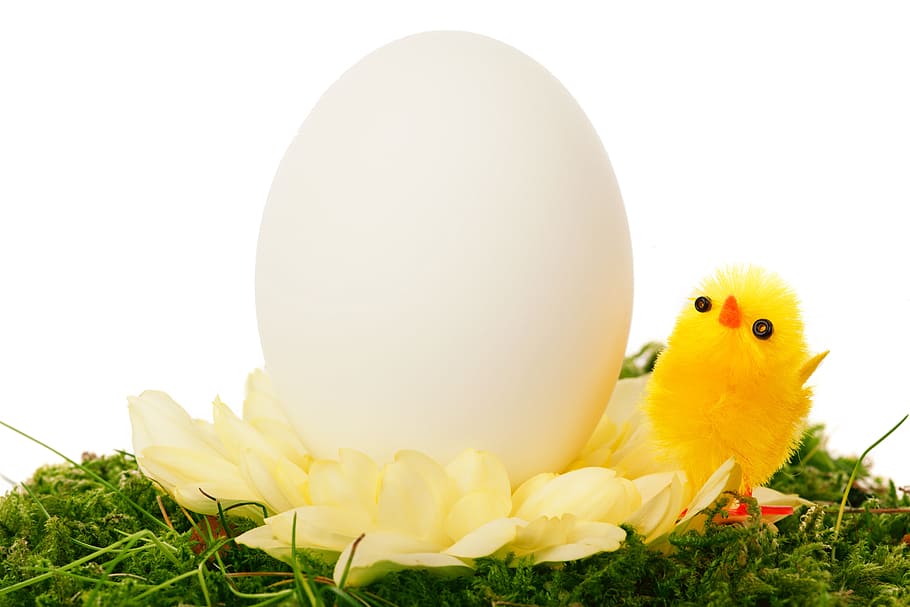 fotografia de close-up, branco, ovo, amarelo, brinquedo do pássaro, Celebração, Frango, Cor, pintinho, fofo
