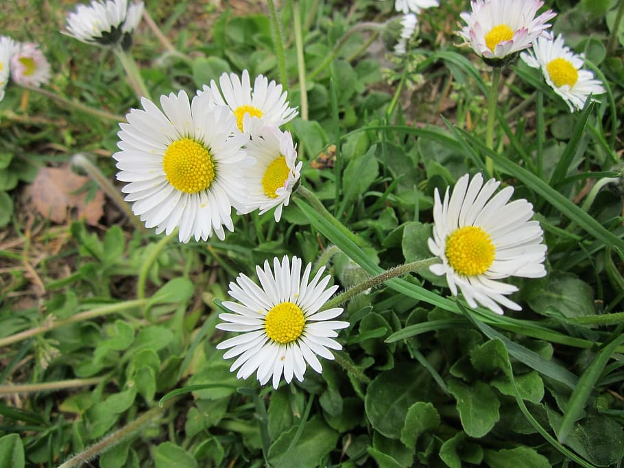 Bellis Perennis, English Daisy, common daisy, lawn daisy, woundwort, bruisewort, flora, wildflower, daisy, species