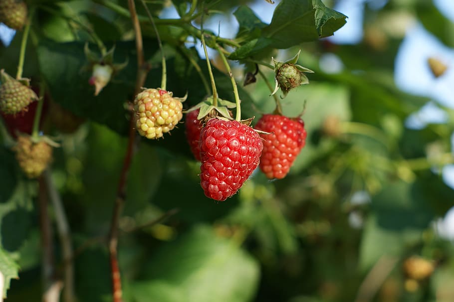 fruit, malina, red, sad, healthy, sweet, raspberries, ripe raspberries, immature raspberry, green raspberry
