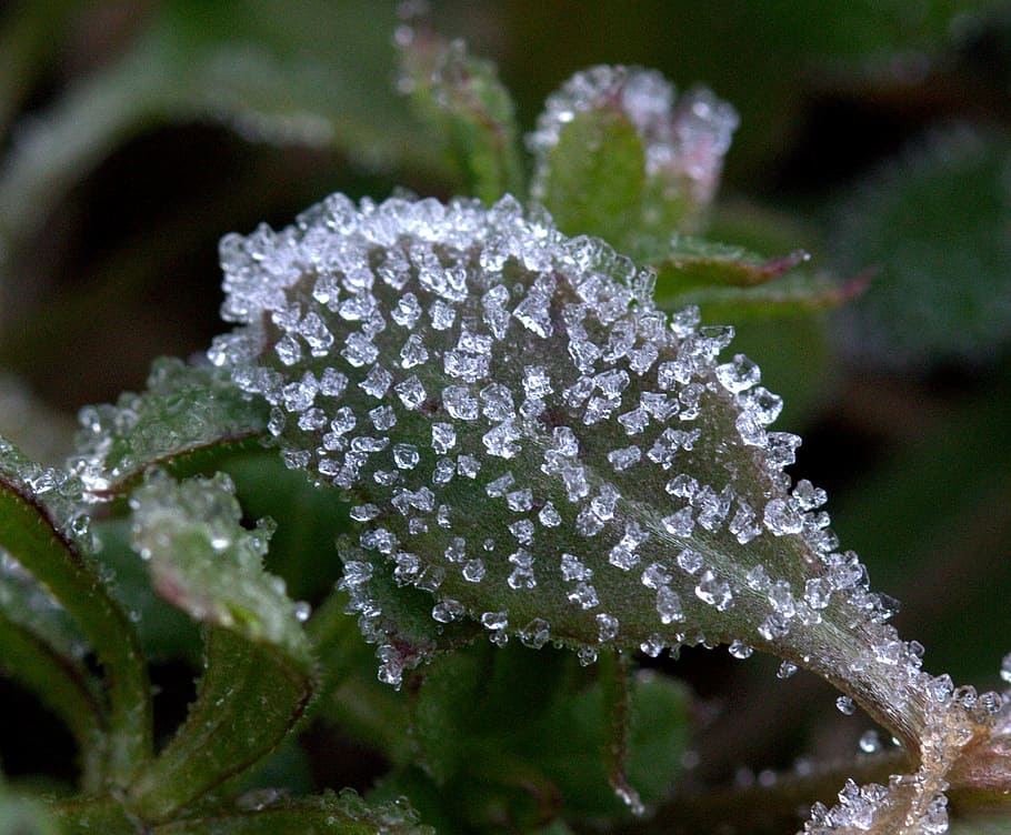 Green winter. Замороженная трава. Морозило растение. Слабые заморозки. Заморозки на растениях стеклянные цветы от холода.