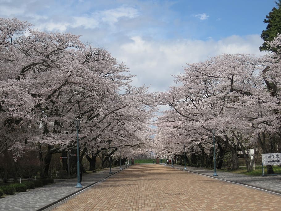 pink, cherry, blossom, trees, brown, road, daytime, Cherry Blossom trees, wood, cherry tree