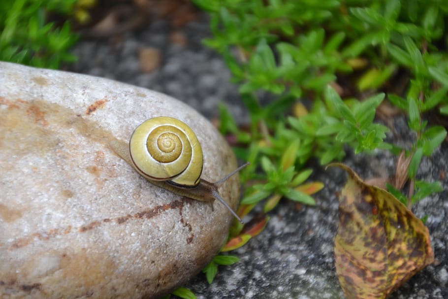 snail, tape worm, stone, leaf, herbs, shell, mollusk, reptile, slowly, probe