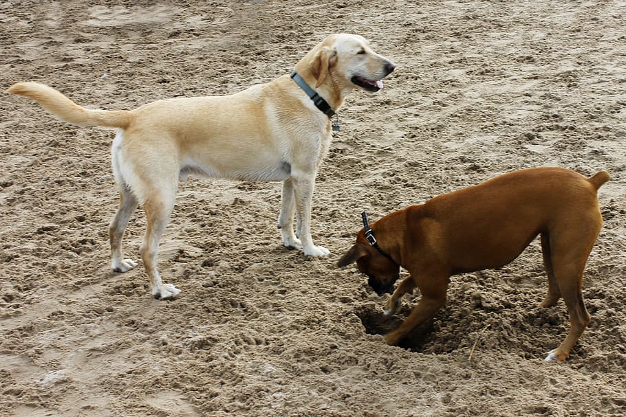cães, areia, cachorro, cachorro amarelo, marrom, boxer, praia de cães, doméstico, animais de estimação, animais domésticos