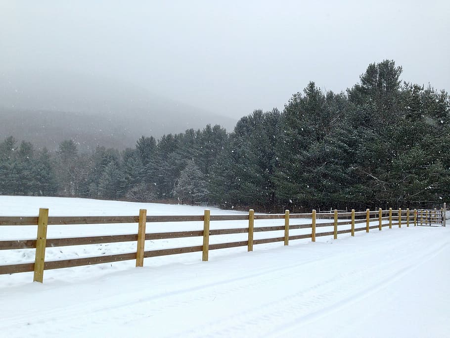 campo de nieve cerca del bosque, armonía, Nueva York, nieve, blanco, frío, invierno, armonía Nueva York, cerca, rural