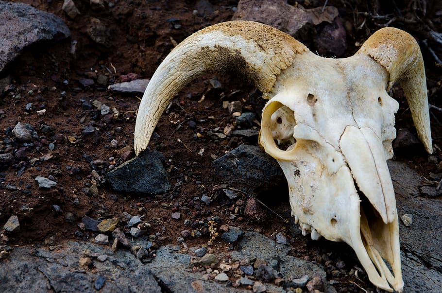 Animal, Skull, showing, skellett, animal skull, animal body part, animal skeleton, animal bone, bone, land