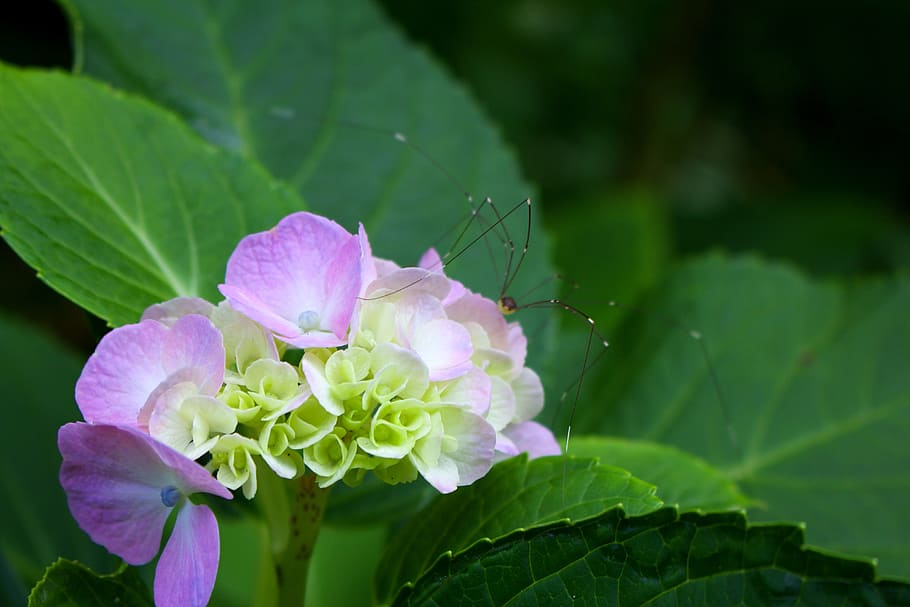 araña, hortensia, insecto, flor, planta floreciendo, vulnerabilidad,  fragilidad, belleza en la naturaleza, planta, frescura | Pxfuel