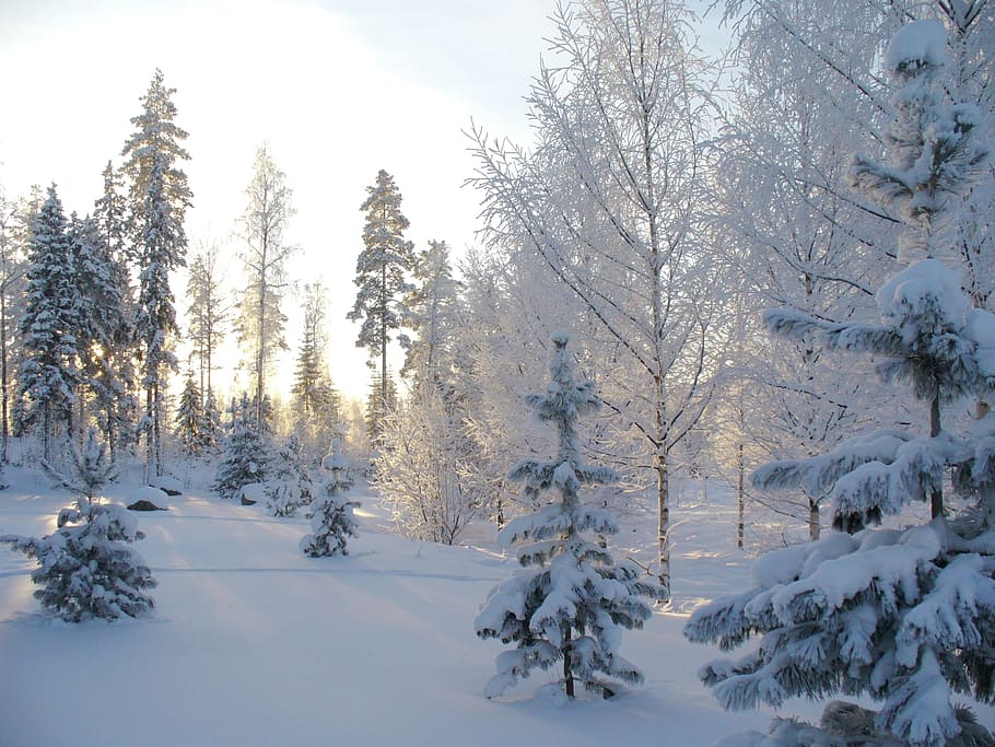 雪, 覆われた, 木, 昼間, 冬, 森, 冬の森, 松, 風景, 傾いた