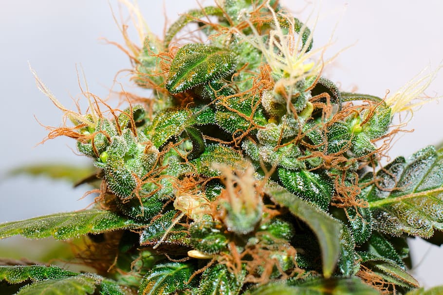Plant, Hemp, Blossom, Bloom, Cannabis, uruguay, marijuana - herbal cannabis, healthcare and medicine, green color, alternative medicine
