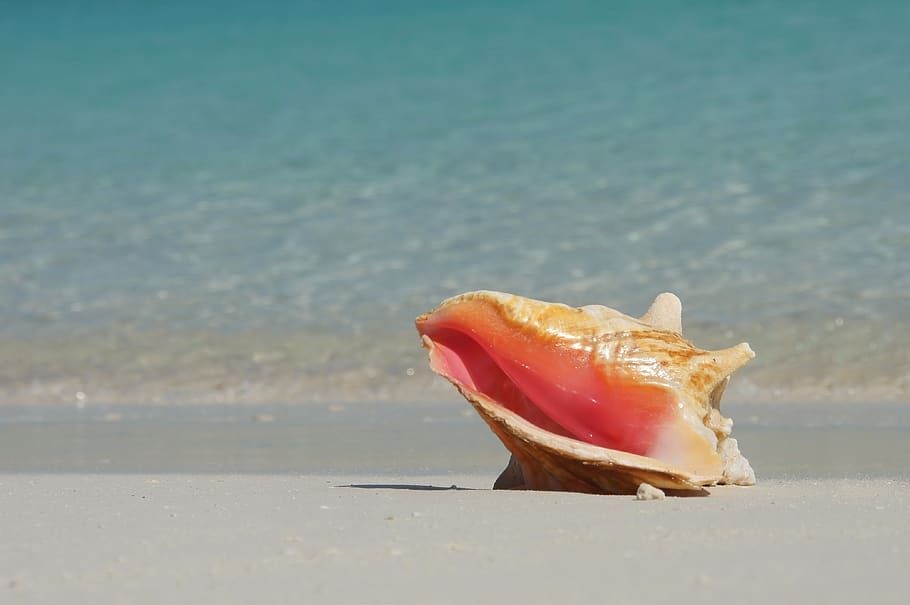 bahamas, beach, caribbean, seashell, conch, sand, vacation, paradise, exuma, clear water