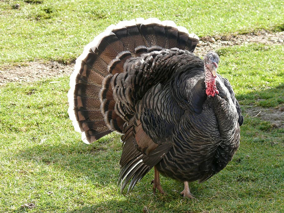 black, turkey, green, grass, hungary, nature, animal, farm, poultry, outdoor