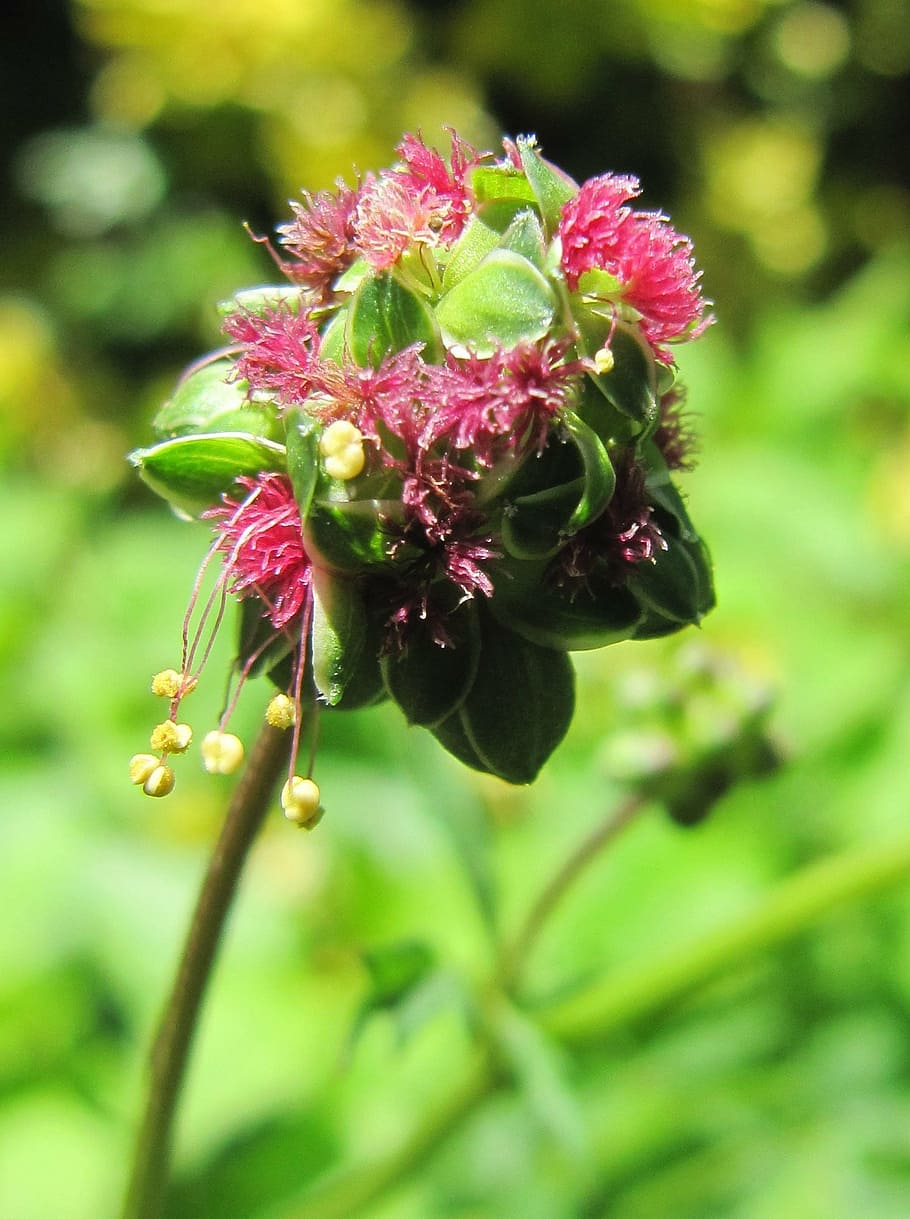 ピンピネラ 花 ハーブ 庭 植物 夏 自然 ピンク 開花植物 自然の美しさ Pxfuel