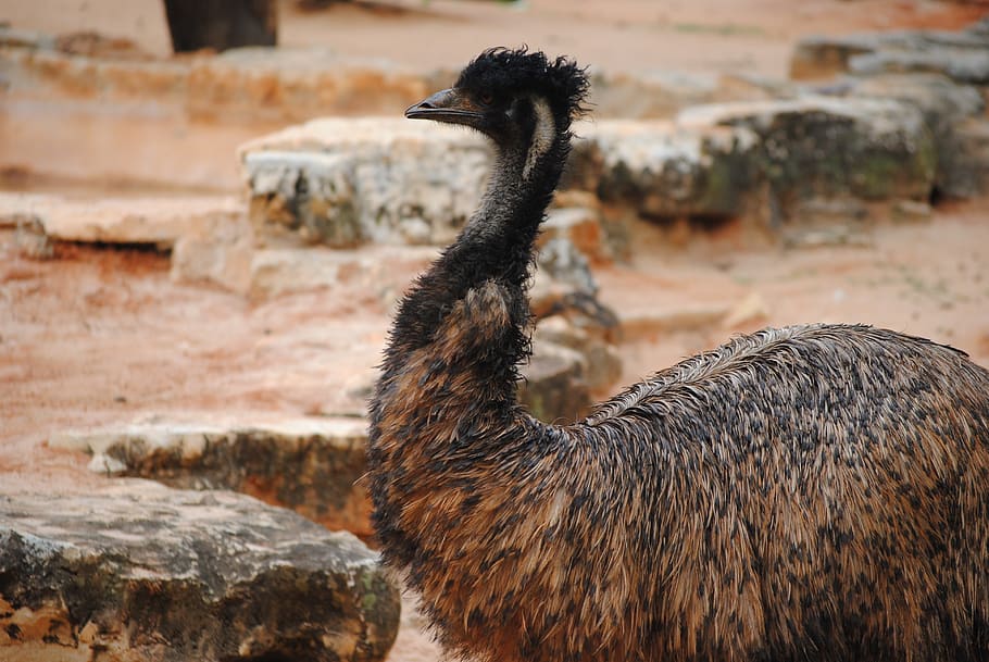 emu, bird, nature, animal, wildlife, wild, beak, neck, ostrich, head