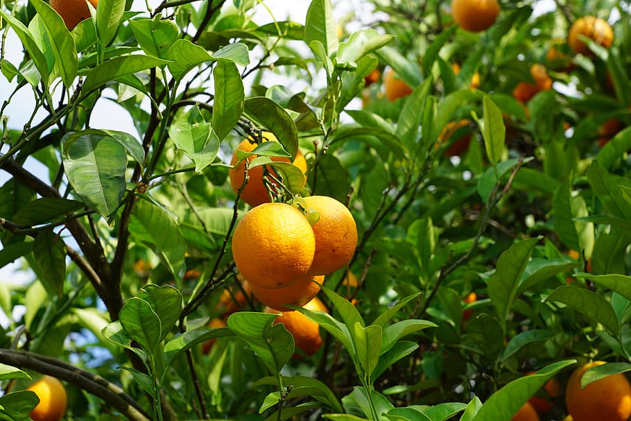 Persona, mostrando, naranja, frutas, mandarina, árbol, cítricos, mediterráneo, ibiza, cosecha