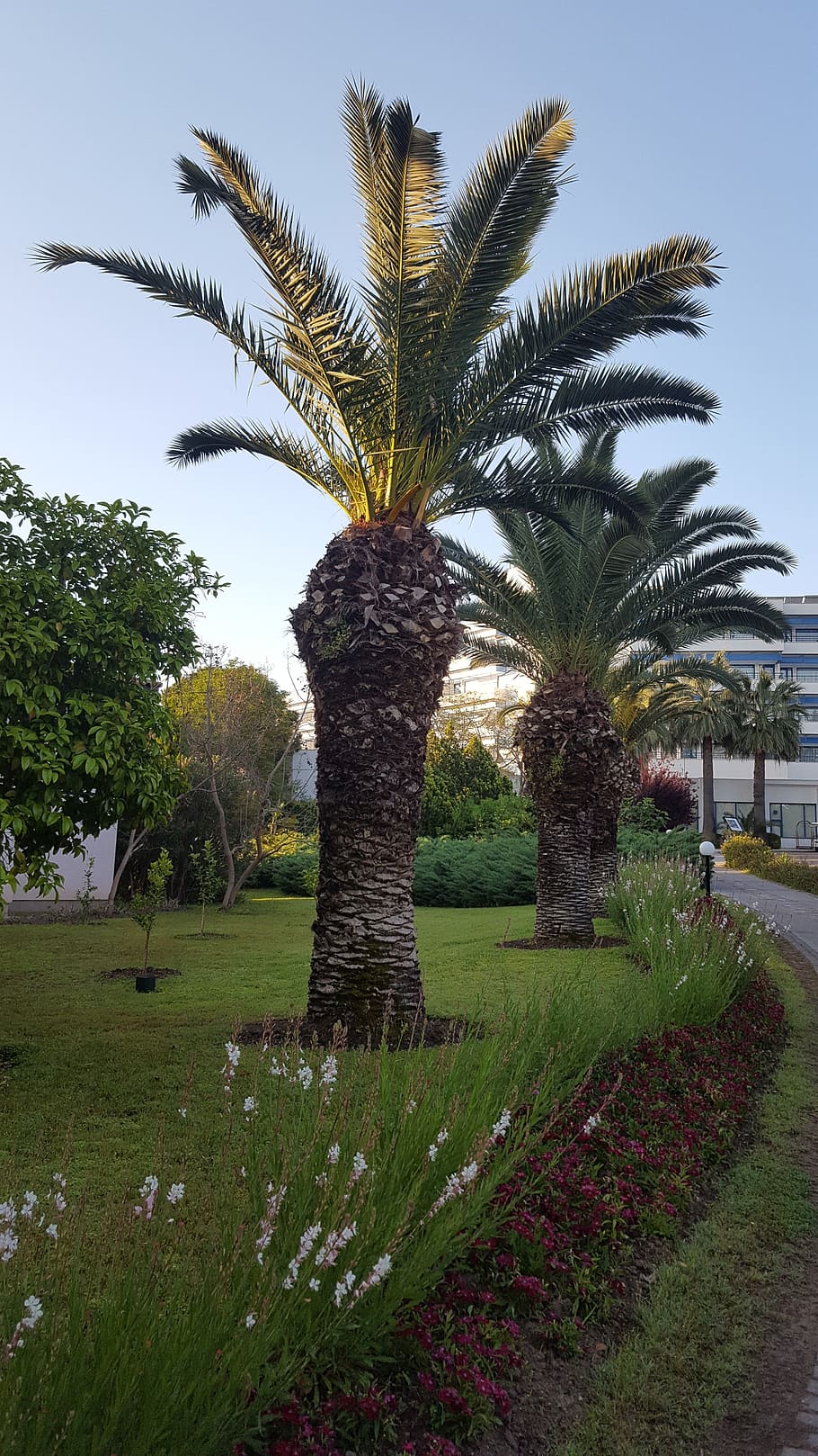 nature, tree, no one, summer, outdoor, plant, tropical, arecaceae, leaves, grass