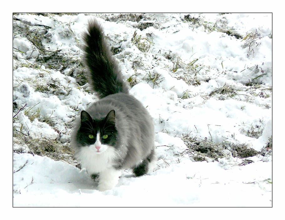 cinza, branco, gato, andando, neve, gato branco, animal, animal de estimação, cara de gato, cabeça