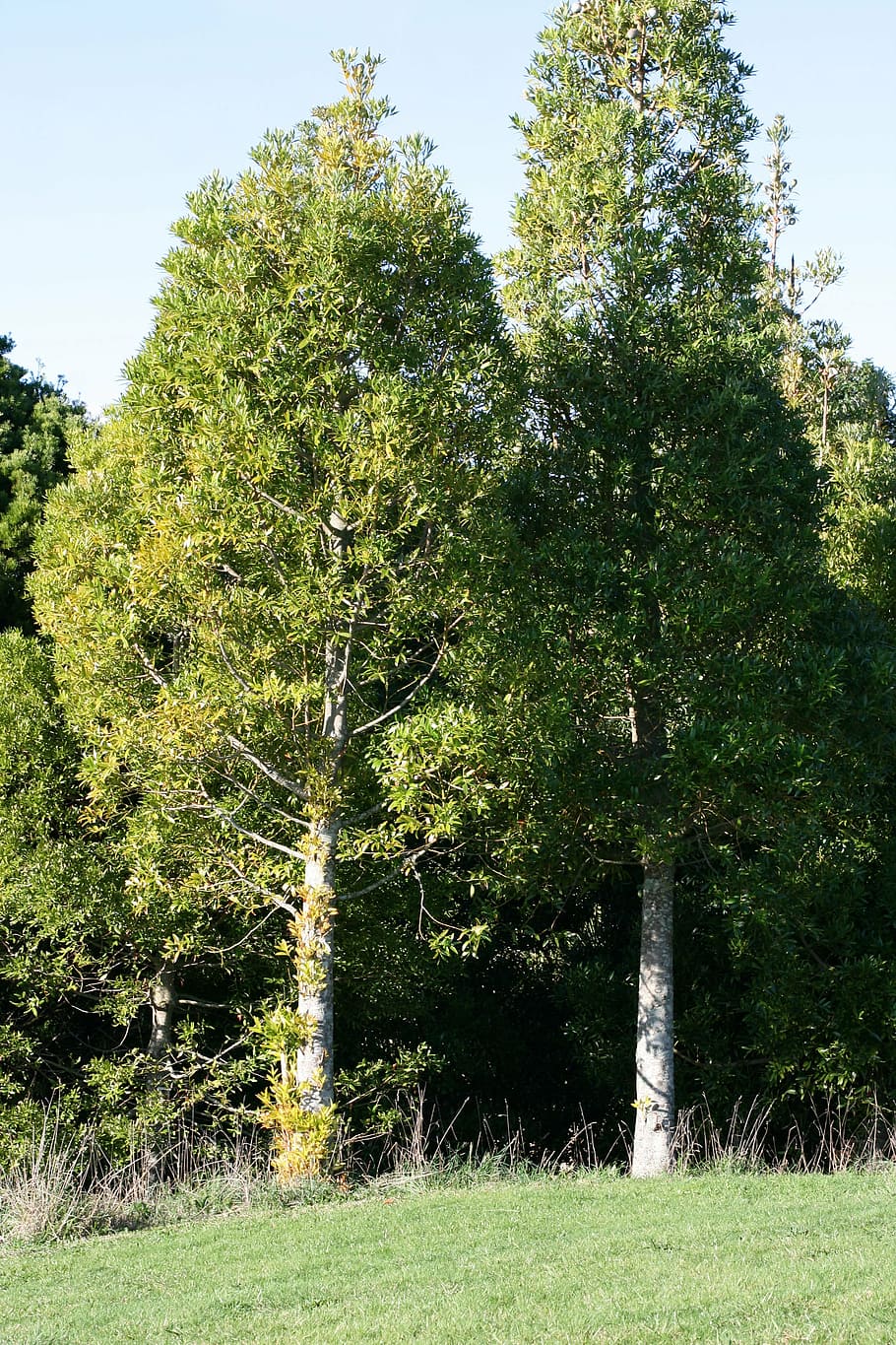 árvore grande, agathis macrophylla, pacífico kauri, conífera, crescimento rápido, silvicultura, região tropical, botânica, flora, natureza