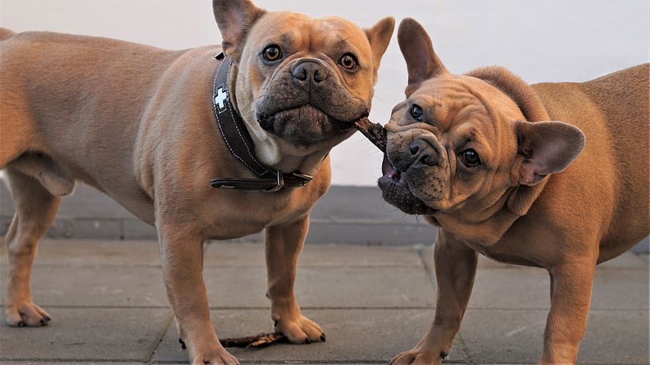 https://p1.pxfuel.com/preview/5/718/466/background-dogs-males-young-dog-puppy-french-bulldogs.jpg