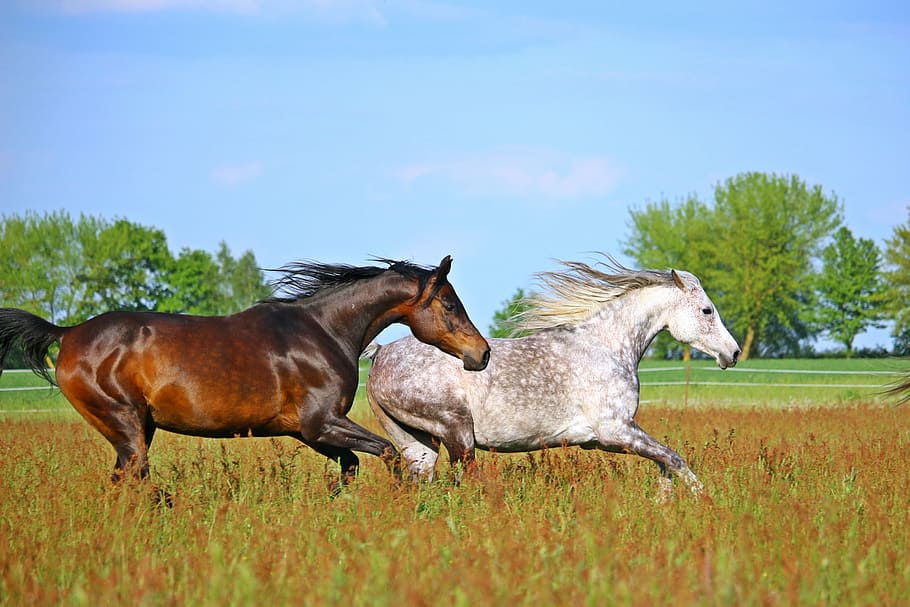 dua, kuda, berlari, lapangan rumput, kawanan, cetakan, coklat, ras arab, padang rumput, paddock