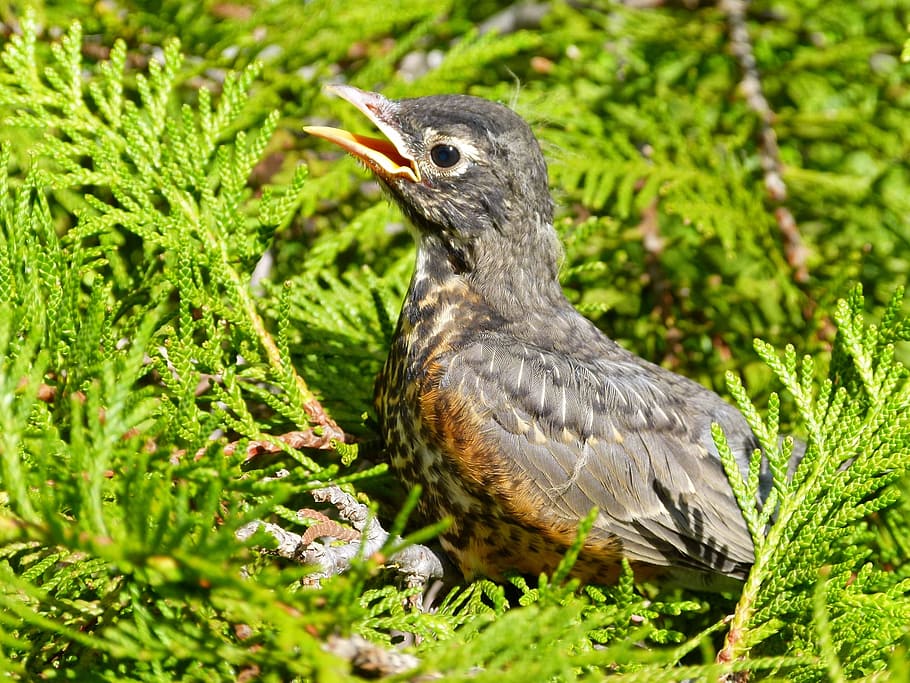 red robin, bird, wildlife, songbird, redbreast, avian, fauna, feathered, nature, animal themes