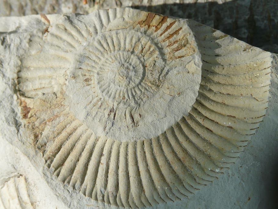 Fósiles, amonitas, piedras, ammonoidea, cefalópodos, fueron, moluscos, extintos, perisfinitos, cal