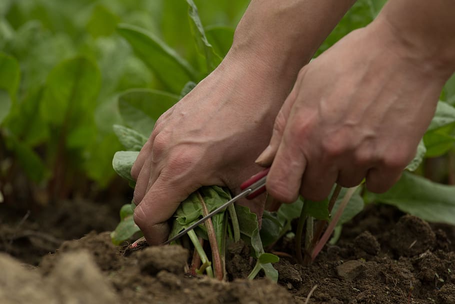 panen, kebun, segar, bio, berkebun, tangan manusia, tangan, bagian tubuh manusia, pertanian, makanan