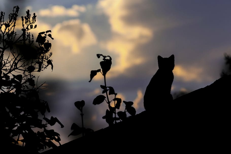 silhouette cat, cat, rooftop, roof, building, house, exterior, old, animal, town