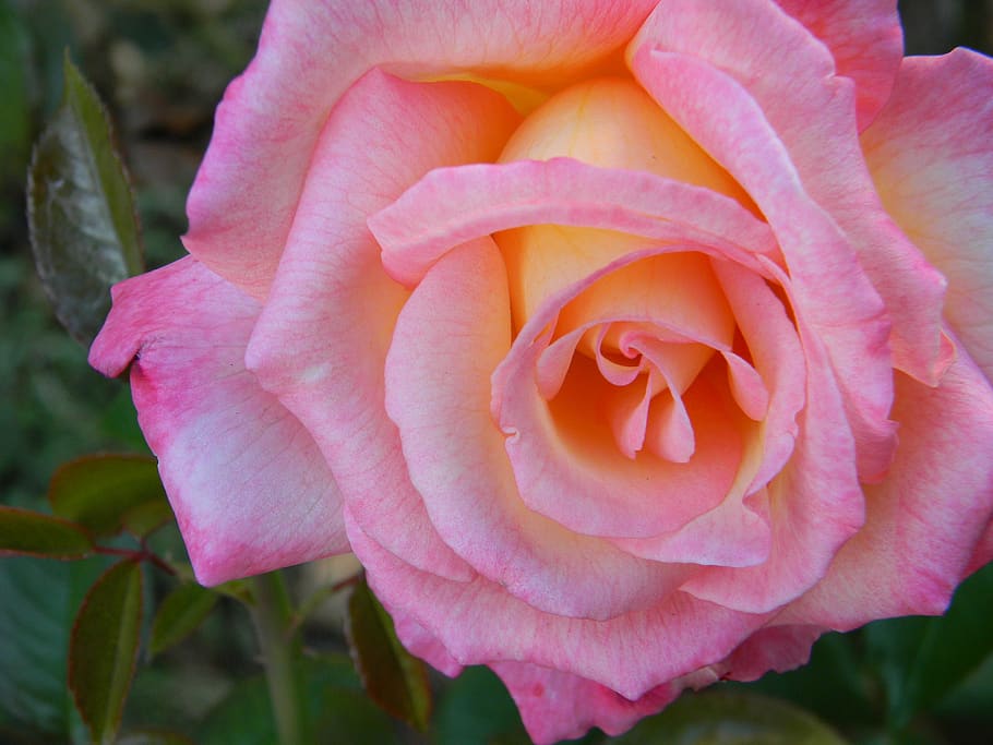 pink, rose, flower, petal, love, macro, nature, plant, romantic, wedding