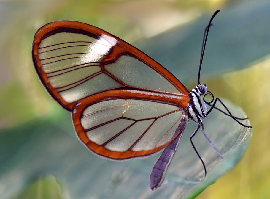 close-up photography, glasswing butterfly, green, leaf plant, butterfly, glass wings, greta oto, glass falter, close, transparent