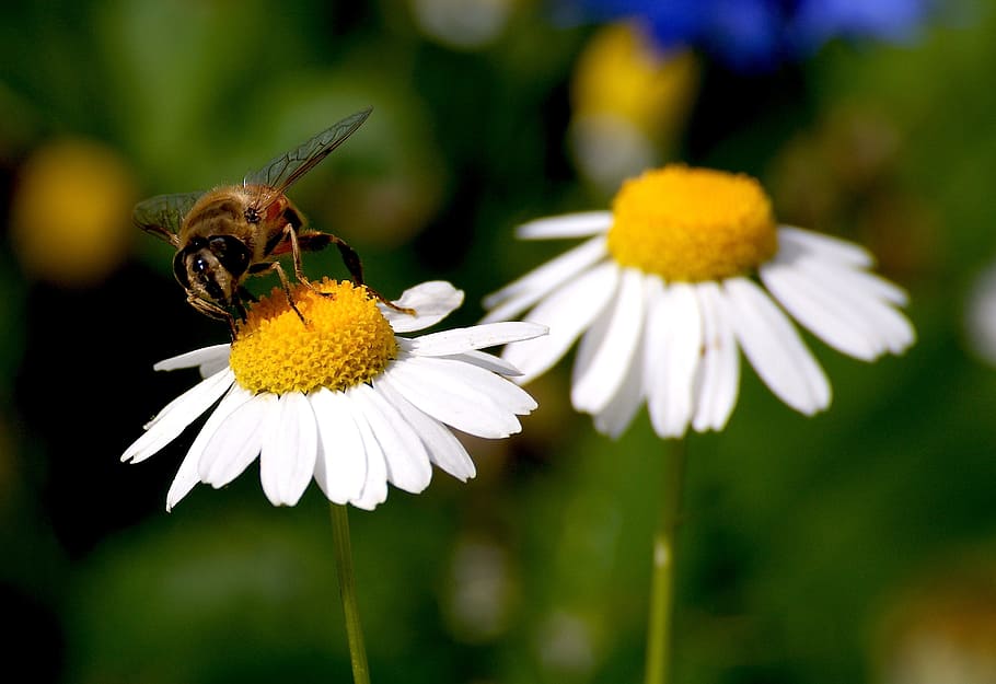 marguerite, bee, blossom, bloom, insect, flower, plant, nature, close, summer