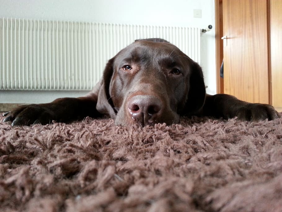 closeup, chocolate labrador retriever, carpet, dog, tired, labrador, brown, pets, domestic, domestic animals