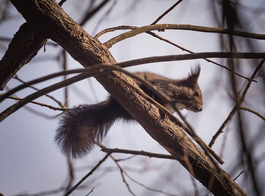squirrel, animal, nature, trees, branch, woods, one animal, tree, mammal, animal themes