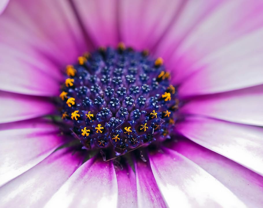 macro photography, purple, petaled flower, cape basket, flower, composites, flowers, cape daisies, nature, violet
