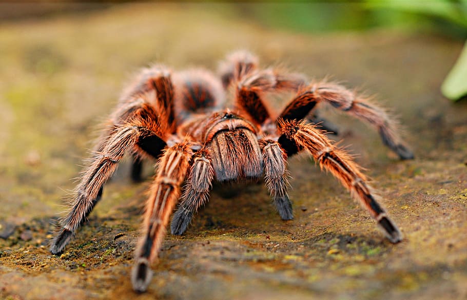 macro photography, brown, haired tarantula, spider, creepy, scary, arachnid, fear, nature, web