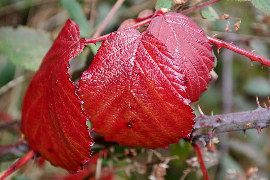 brombeerblatt, merah, musim gugur, semak duri, daun, daun gugur, warna musim gugur, daun dedaunan, alam, tanaman