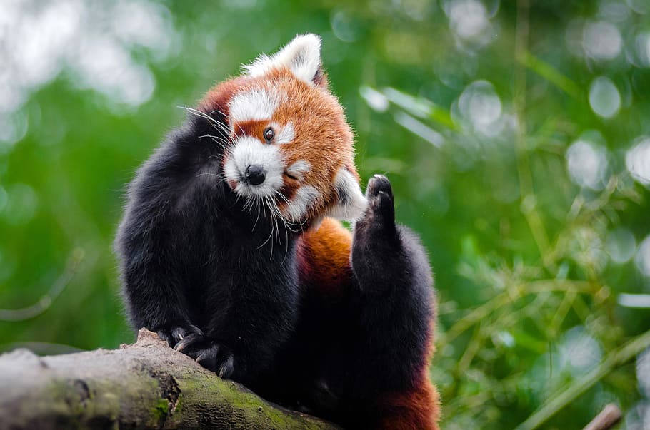 red, panda, -, tree, Cute, Red Panda, Ailurus fulgens, animal, photos, mammal