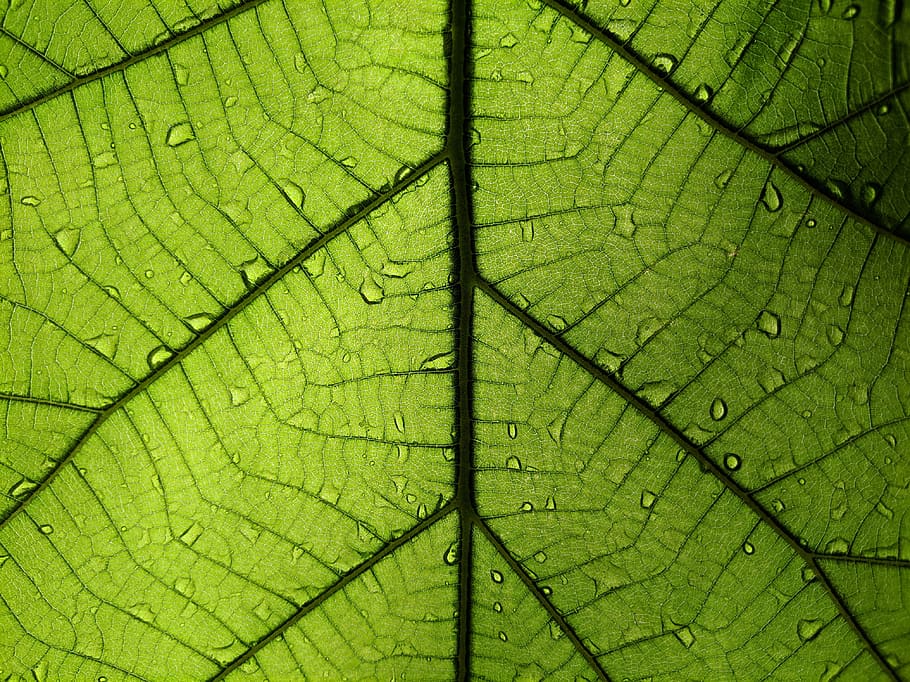 leaf, rainy leaf, green leaf, magnified leaf, macro leaf, leaves, rain, rainy weather, water drops, dew drops